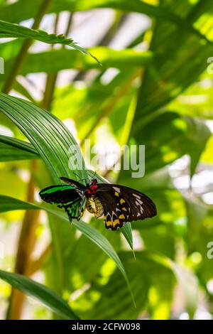 Mating pair of Ornithoptera euphorion - birdwing butterfly Stock Photo
