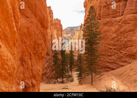 Row of Pine trees in tight canyon,  Bryce Canyon National Park, Utah, USA Stock Photo