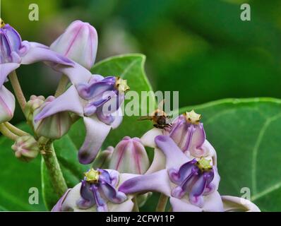 Extreme close-up of a honey bee collecting pollen. Stock Photo