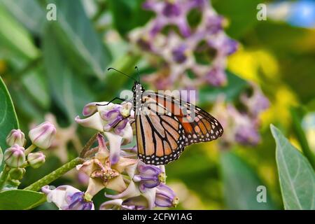 Close-up of the side view of a monarch butterfly. Stock Photo