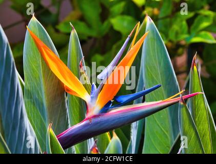 close-up view of a bright and colorful bird of paradise flower growing on Maui. Stock Photo