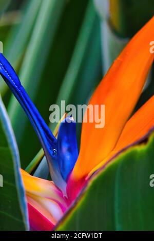 Macro view of the center area of a bird of paradise flower. Stock Photo