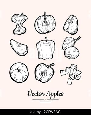 Apples vector isolated. Fruits collection hand drawn set. Trendy food vegetarian menu, fruit icons set in ink style Stock Vector