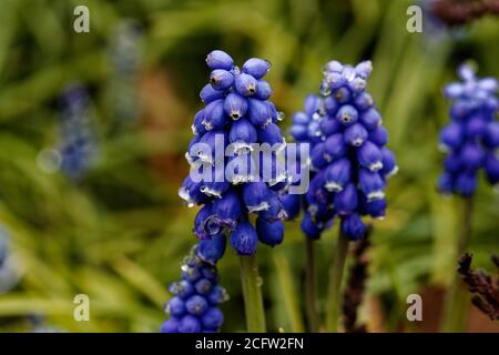 Muscari botryoides is a bulbous perennial plant of the genus Muscari and one of a number of species and genera known as grape hyacinth. Stock Photo