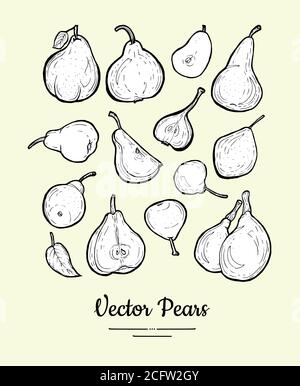 Pears vector isolated. Fruits collection hand drawn set. Trendy food vegetarian menu, fruit icons set in ink style Stock Vector