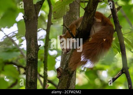 red squirrel sitting on a tree in hesse germany Stock Photo