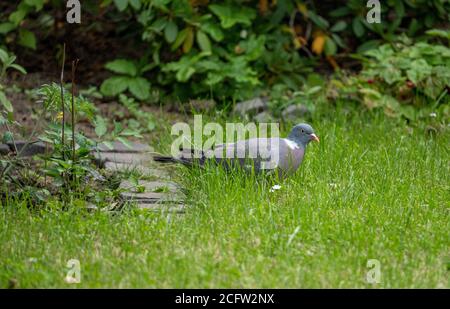 Pombo - Dove Stock Photo - Alamy