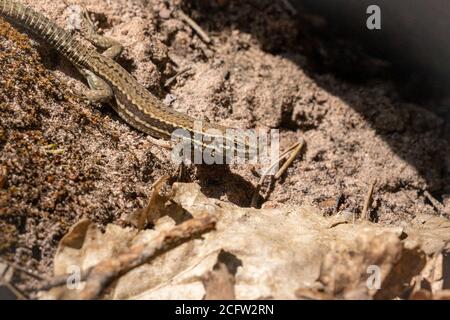 common wall lizard resting on the ground, germany Stock Photo