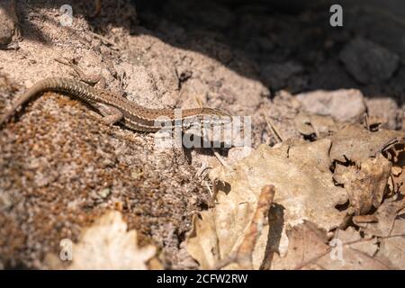 common wall lizard resting on the ground, germany Stock Photo