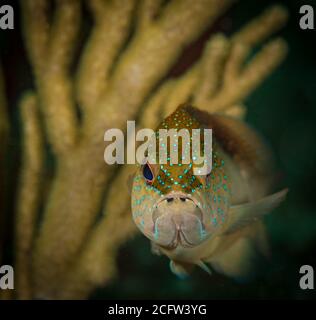 A juvenile Coney grouper (Cephalopholis fulvus, on Carib Cargo dive site, Sint Maarten, DUtch Caribbean Stock Photo