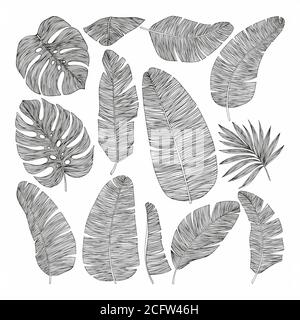 Set of tropical leaves. Vector illustration. Hand drawing Stock Photo