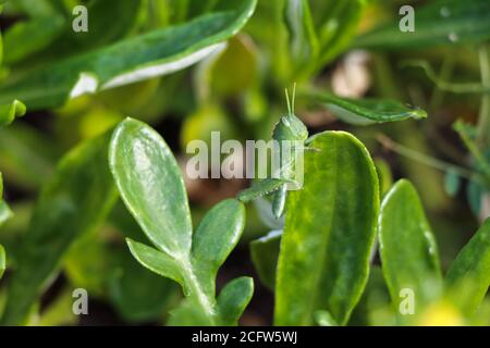 Vibrant Green Garden Locust Nymph (Acanthacris ruficornis) Stock Photo