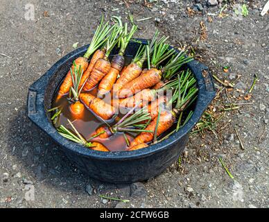 Freshly washed carrots sit in a bowl of water at a market near Ende, Flores, Indonesia. Stock Photo