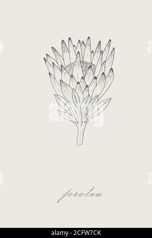 Outline of protea. Protea illustration isolated on white background Stock Vector