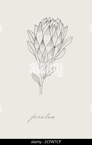 Outline of protea. Protea illustration isolated on white background Stock Vector