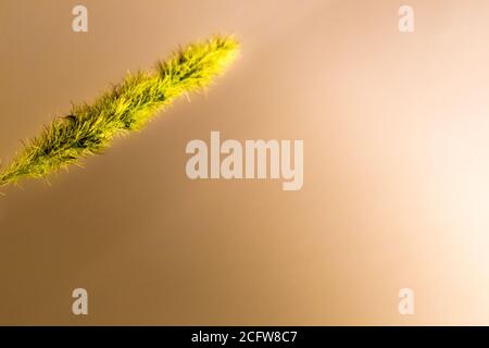 Close up of cattail-like plant against a solid beige background Stock Photo