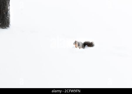 Minimalist shot of lone squirrel in snow with tree to the side Stock Photo