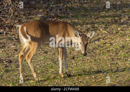 Small white-tail buck deer Stock Photo