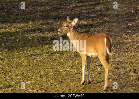 Small white-tail buck deer Stock Photo