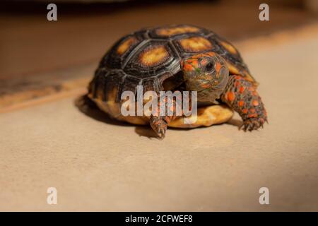 light up tortoise