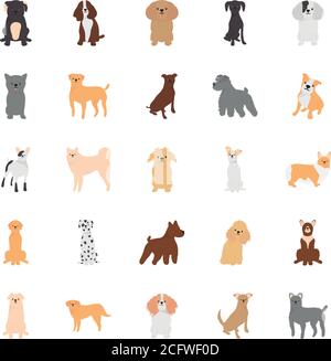 cute poodle dog icon over white background, vector illustration Stock ...