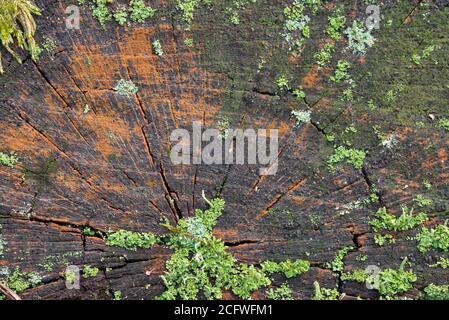 lichen and moss on tree stump closeup Stock Photo