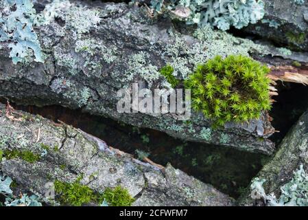 moss and lichen on tree branches closeup selective focus Stock Photo