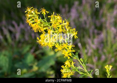 Solidago virgaurea, European goldenrod yellow flower closeup Stock Photo