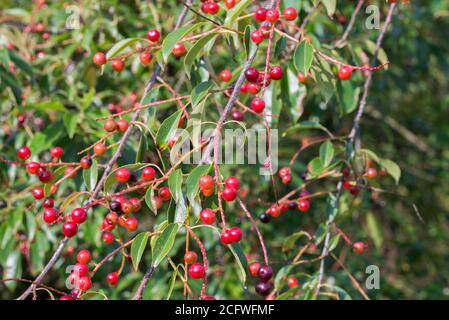 prunus padus berries on twig closeup Stock Photo