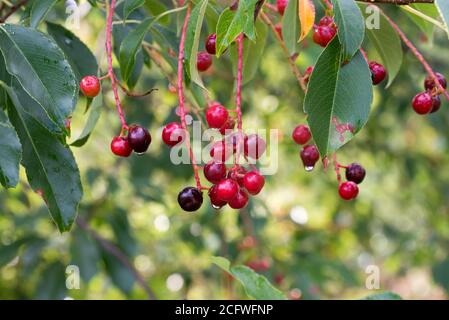 prunus padus berries on twig closeup Stock Photo
