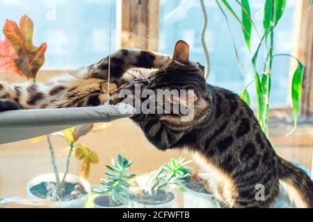 Two cute bengal kittens gold and chorocoal color laying on the cat's window bed playing and fighting. Stock Photo