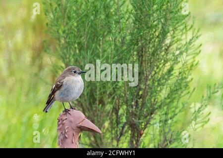 Female Flame Robin (Petroica phoenicea) Stock Photo