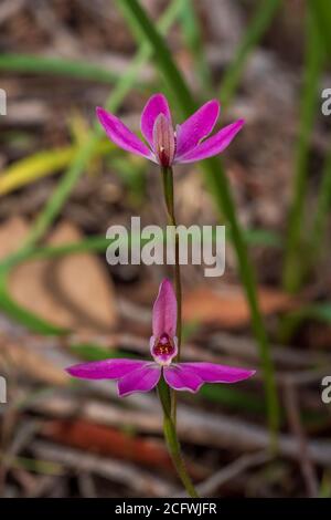 Pink Fingers (Caladenia Carnea) is ground orchid with a single thin, green leaf and one to five white or pink flowers with red stripes. Stock Photo