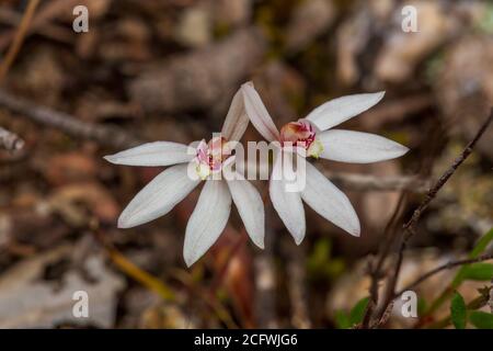 Pink Fingers (Caladenia Carnea) is ground orchid with a single thin, green leaf and one to five white or pink flowers with red stripes. Stock Photo