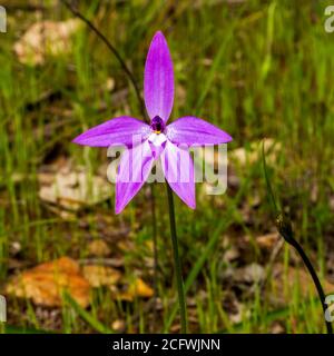 Waxlip Orchid (Glossodia major). A ground orchid with a single very hairy leaf and one or two deep violet-blue flowers. Stock Photo