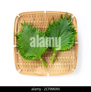 Top view of the green perilla in a colander placed on a white background Stock Photo