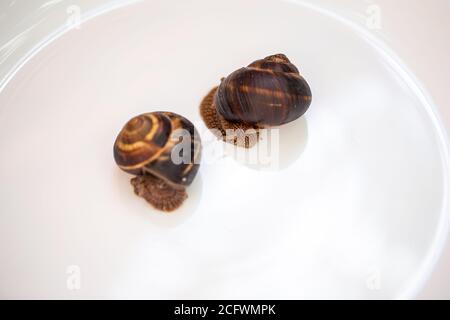 Large snails lying on a white plate. Burgudian edible snail. Cuisine and preparation of delicacies. Air-breathing gastropods Stock Photo
