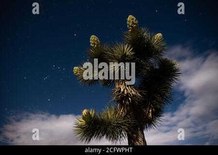 A Joshua Tree lit by the moon at night with Orion constellation, stars and clouds in the sky Stock Photo