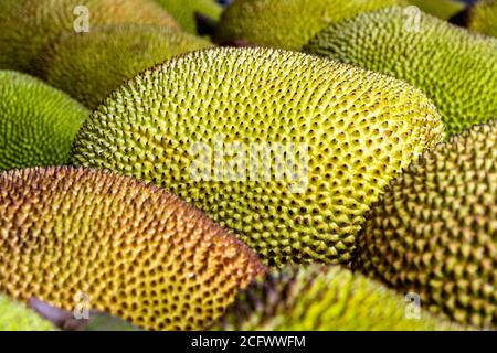 Raw jackfruit for sale on local street market in Kota Kinabalu, island Borneo, Malaysia. Tropical fruit, close up Stock Photo