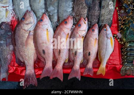 Fresh sea fish for sell at the street food market in Kota Kinabalu, island Borneo, Malaysia, close up seafood Stock Photo