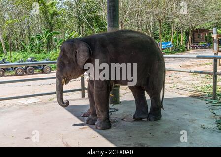 Phuket, Thailand - November 29, 2019: View of the baby elephant in Elephant Camp in Phuket, Thailand. Stock Photo