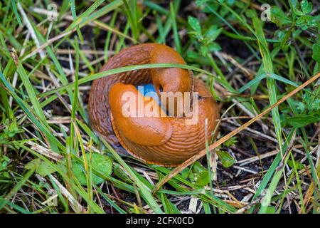 closeup of a pair of snails in the grass, germany Stock Photo