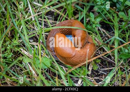 closeup of a pair of snails in the grass, germany Stock Photo