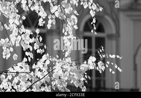 Black and white concept of an autumn birch branch in the sunlight of the autumn season (Tsarskoye Selo, Saint Petersburg) Stock Photo