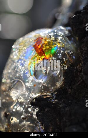 Gum, glue, resin, juice from the bark on the trunk of a tree. In pitch a bright multi-colored clot, a rainbow. Stock Photo
