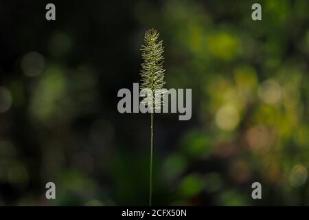 plume plant isolated on dark green background Stock Photo