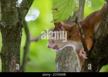 red squirrel sitting on a tree in hesse germany Stock Photo