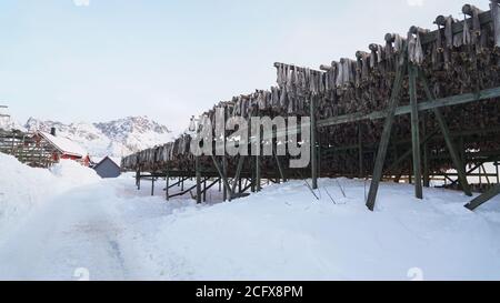 Dried Fish hanging up on wooden racks in Henningsvaer Stockfish industry on the Lofoten Island, Norway. Stock Photo