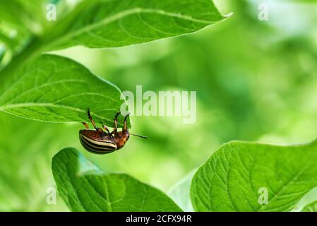 Close-up photo of a potato beetle on a plant leaf. Agricultural pest on a farm in South Moravia in the Czech Republic. Stock Photo