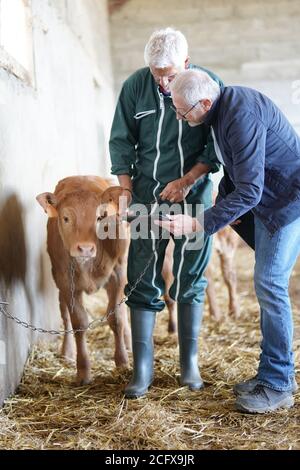 Breeder meeting with financial advisor in barn Stock Photo